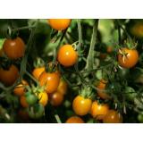 Tomate Cherry-Mix