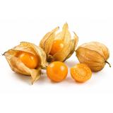 Physalis (Andenbeeren, Kapstachelbeeren)