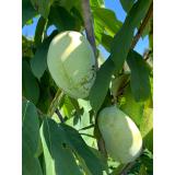 Indianerbanane (Pawpaw)
