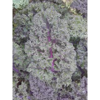 Federkohl rot
