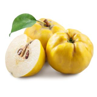 Quitten