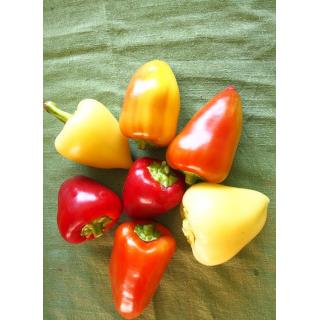 Hornpeperoni orange